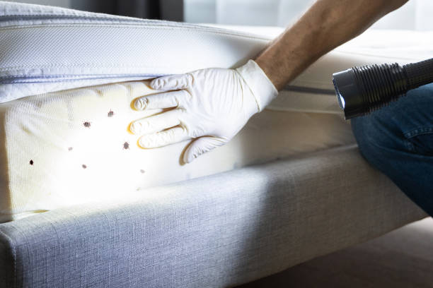Best Flea Control Services  in Watseka, IL