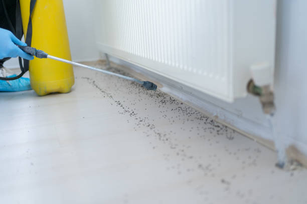 Best Local Pest Control Services  in Watseka, IL