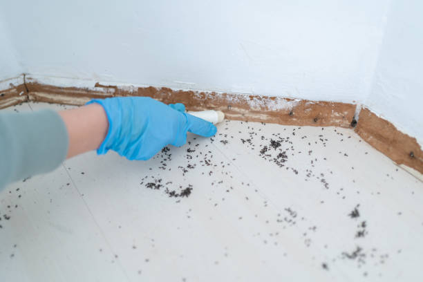 Best Insect Control  in Watseka, IL
